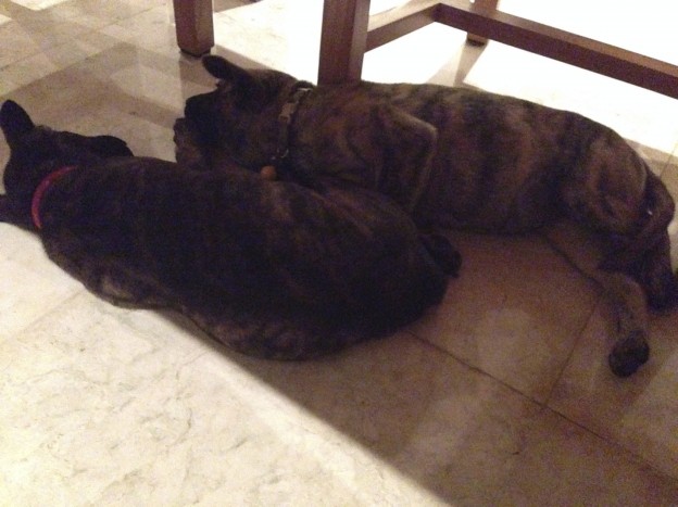 Our puppies in Bali | Lillian D'souza