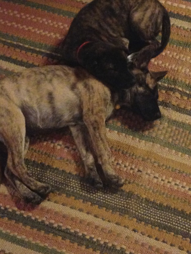 Our puppies in Bali | Lillian D'souza